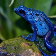 Dendrobates azureus