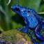 Dendrobates azureus