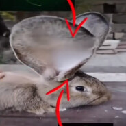 𝕤𝕫𝕦𝕓𝕚𝕚𝕜