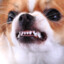 ToxicPuppy