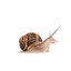 a small fragile snail