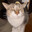 ButterCat