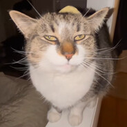 ButterCat