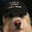 dogshit