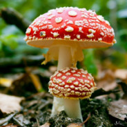 Tiny_Mushroom