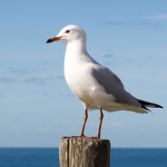 Jonathan Livingston