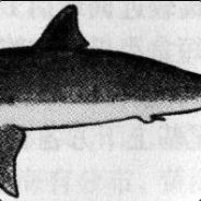 再见吧，喵小姐