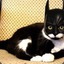 catbatcrazy