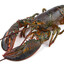 LobsterSoup