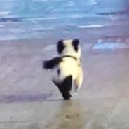 利姆鲁.特恩佩斯特