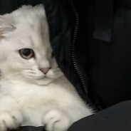 尺玉的白给日常