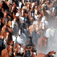 8 million fkin horses