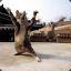 ShaolinCat