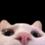 FlopperLuke