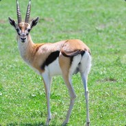 Thomson's Gazelle