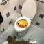 Toilet Quaccident