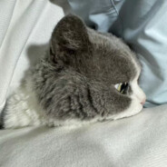 保枪是最好的决策