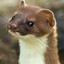 Stoat