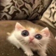 俏皮少女郭德纲