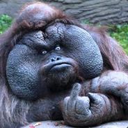 Grumpy Gorilla