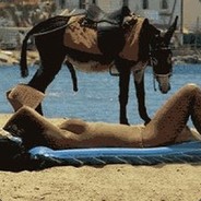 海加尔山上的毛驴子