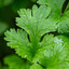Cilantro