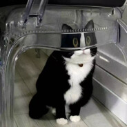 状态好能杀一个