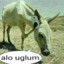 uglum