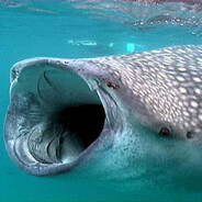 R.J. - steam id 76561198100129481