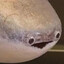 Gooey Louis