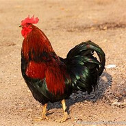 我就是个大鸡！