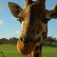 别刷视频了，你是跳伞指挥官