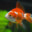 goldfish's avatar