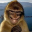 Evil ahhhh monkey