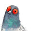 Birdy
