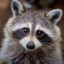 Almighty_Raccoon