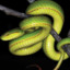 Queen._Snake