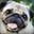 Polski_mops