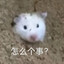 冰冻海鲜