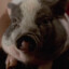 Pig from American Psycho (2000)