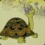 Tortuga