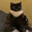 коть