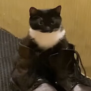 коть