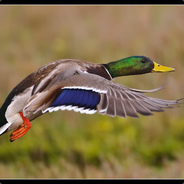 jrmadmallard