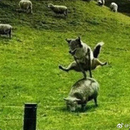 鬼子夜袭寡妇村