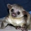 Kinkajou