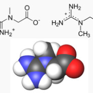 acide2carbamimidoylméthylaminoa