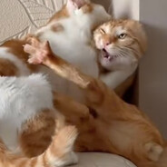 达州杨志鹏唯爱厚黑