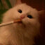 smoking cat