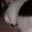 cheech